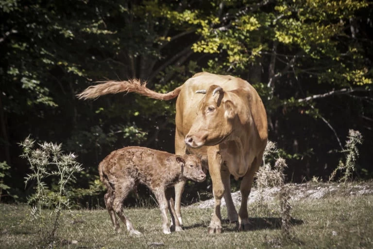 Κρούσμα καταρροϊκού πυρετού σε κτηνοτροφική μονάδα της Λέσβου